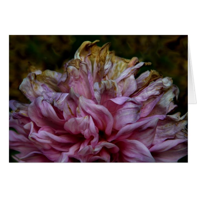 Dahliapast (Front Horizontal)