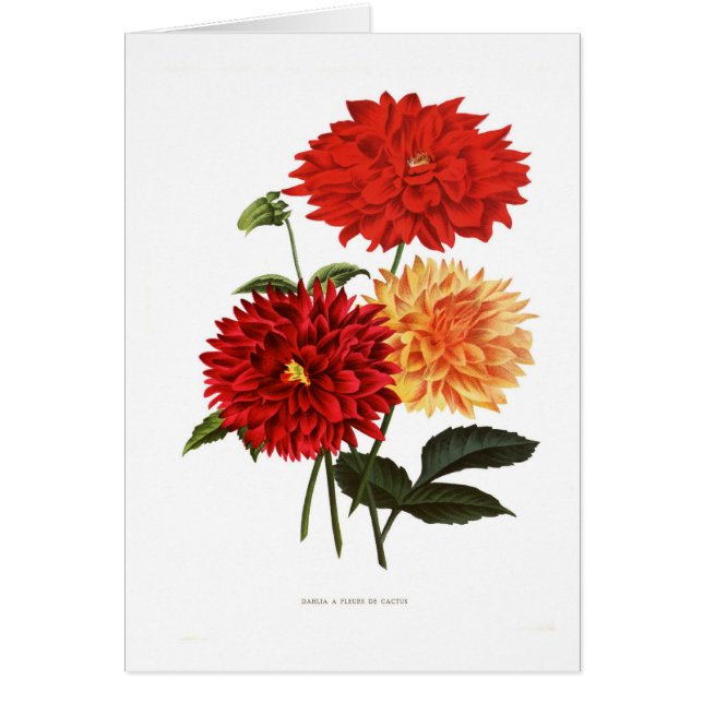 Dahlias (Front)