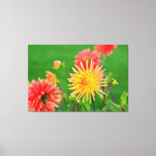 Dahlias Canvas Print