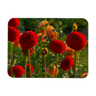 Dahlias, dahlia farm, Canby, Oregon, USA 3 Magnet