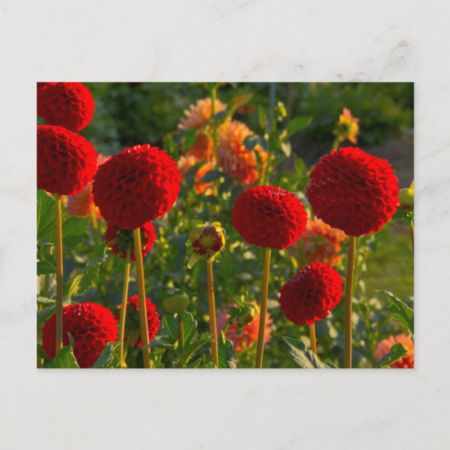 Dahlias, dahlia farm, Canby, Oregon, USA 3 Postcard (Front)