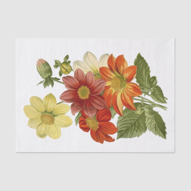 Dahlias Orange White Yellow Red Flower Floral Tissue Paper (Front)