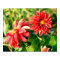 Dahlias Photo Poster / Print