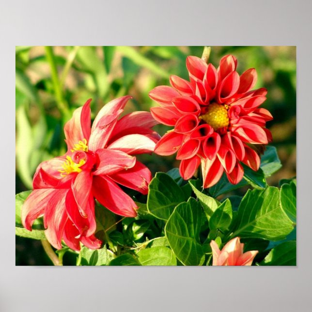 Dahlias Photo Poster / Print (Front)