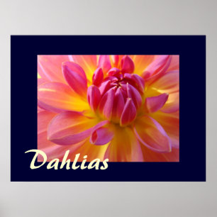 Dahlias Photograhic art prints Pink Yellow Dahlia