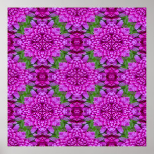 Dahlias.... Poster