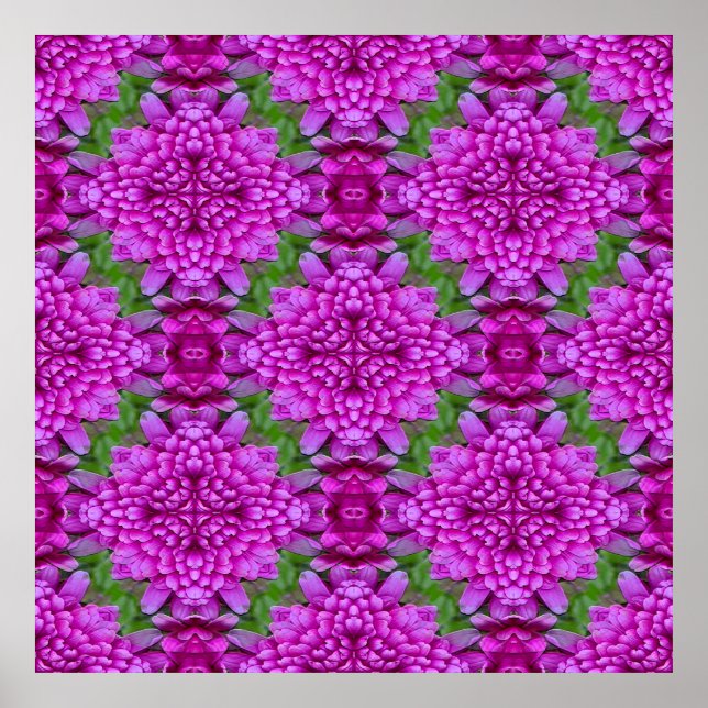 Dahlias.... Poster (Front)