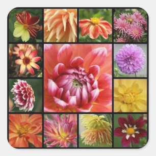 dahlias square sticker