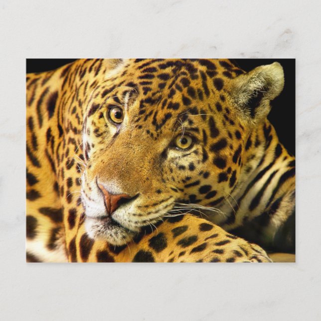 Daimler the Jaguar Postcard (Front)
