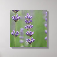 Dainty Lavender