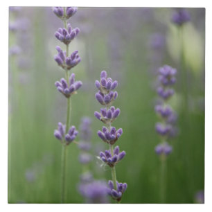 Dainty Lavender Large Square Tile