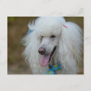 Dainty White Poodle Postcard