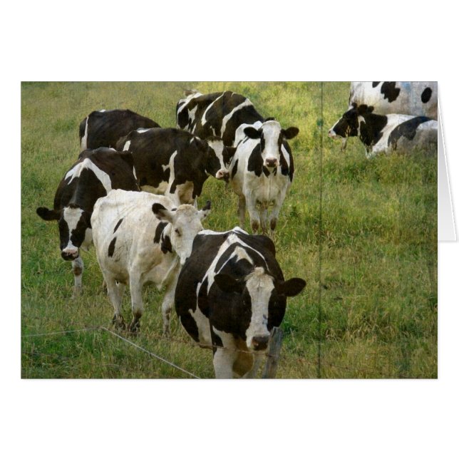 Dairy Cattle (Front Horizontal)