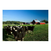 Dairy Cattle and Red Barn Print