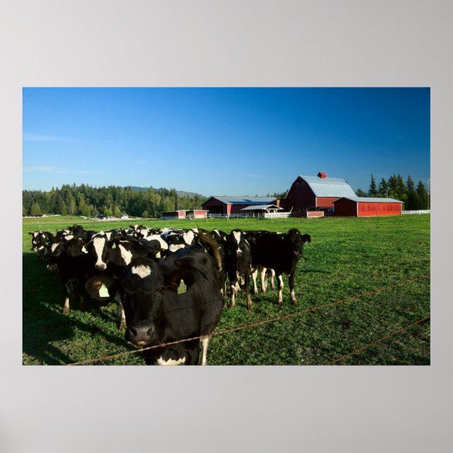 Dairy Cattle and Red Barn Print (Front)