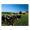 Dairy Cattle and Red Barn Print
