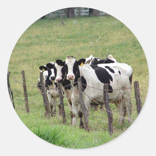 Dairy Cattle Classic Round Sticker (Front)