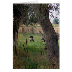 Dairy Cattle In A Pasture