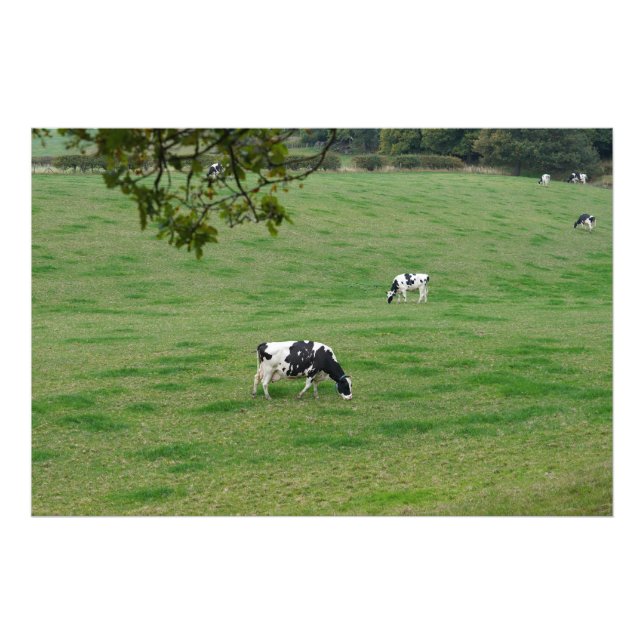 Dairy Cattle in the English Countryside Photo Print (Front)