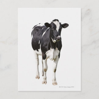 Dairy cow (Bos taurus) on white background Postcard
