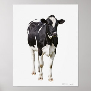 Dairy cow (Bos taurus) on white background Poster