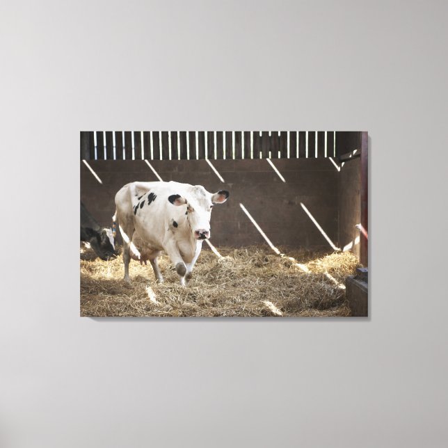 Dairy cow canvas print (Front)