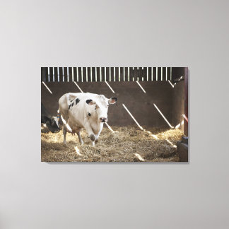 Dairy cow canvas print