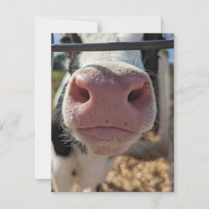 Dairy Cow on a Farm in Pennsylvania Card