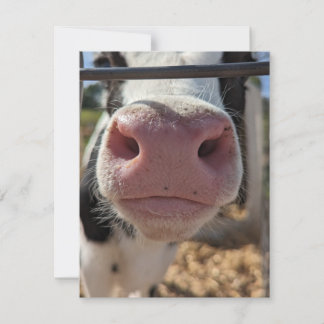 Dairy Cow on a Farm in Pennsylvania Card