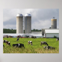 Dairy cows and farm near Taylor County