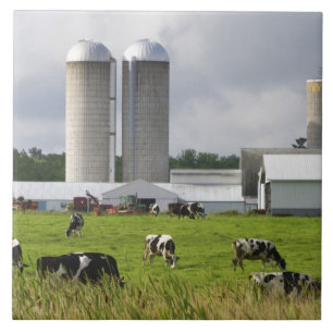 Dairy cows and farm near Taylor County Tile
