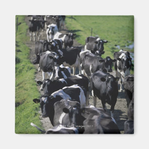 Dairy cows awaiting milking magnet