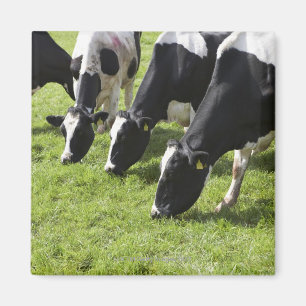 Dairy cows grazing in pasture magnet