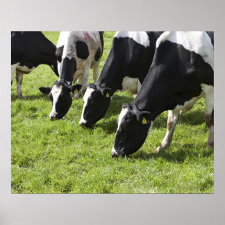 Dairy cows grazing in pasture poster