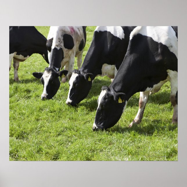 Dairy cows grazing in pasture poster (Front)