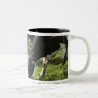 Dairy cows grazing in pasture