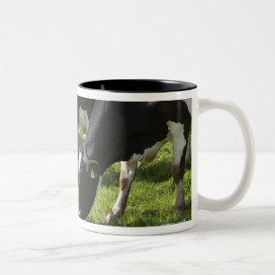 Dairy cows grazing in pasture Two-Tone coffee mug
