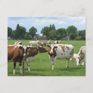 Dairy Cows Looking at You Postcard