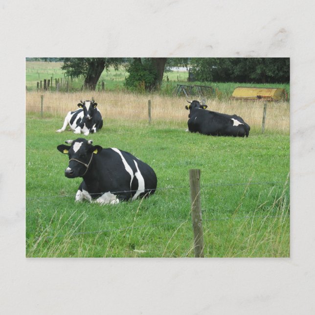Dairy Cows Postcard (Front)