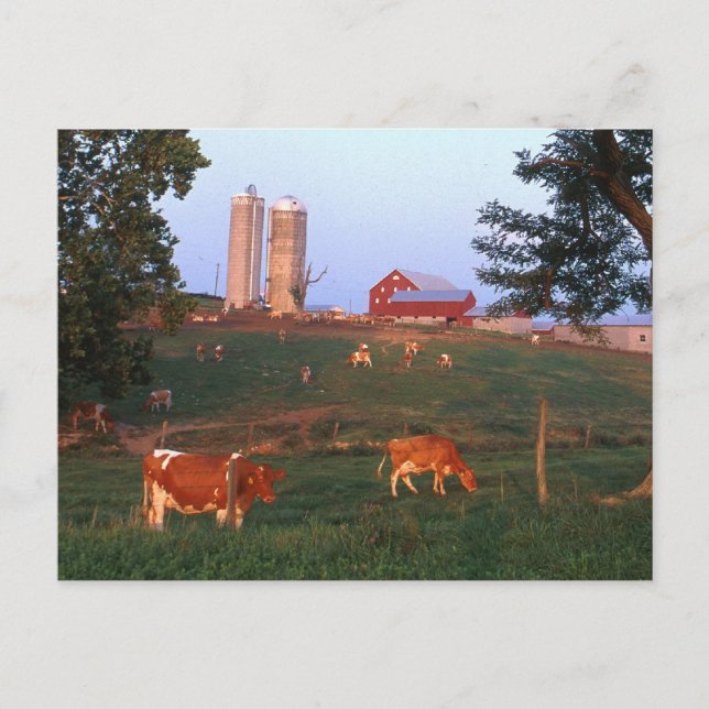 Dairy Farm Postcard (Front)