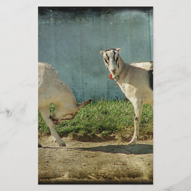 Dairy Goats (Front)