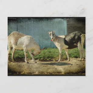 Dairy Goats Postcard