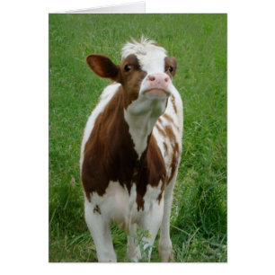Dairy Milk Cow on the Farm