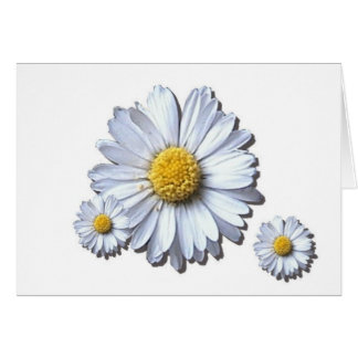 daisies