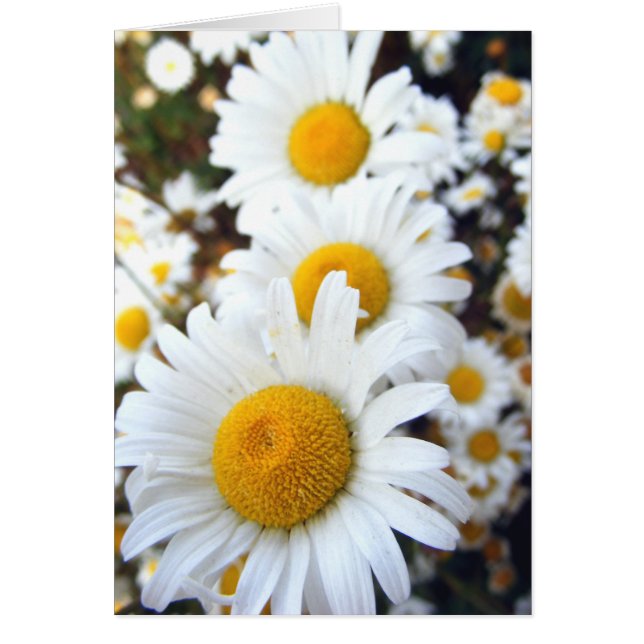 Daisies (Front)