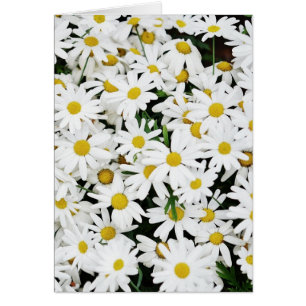 Daisies