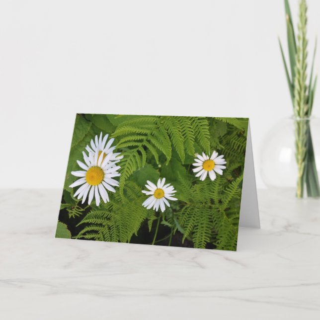 Daisies and Ferns, envelope included Card (Front)