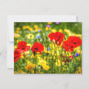 Daisies And Poppies Art Postcard
