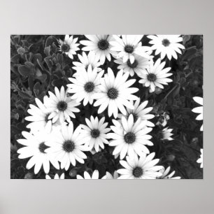 Daisies Black and White Print