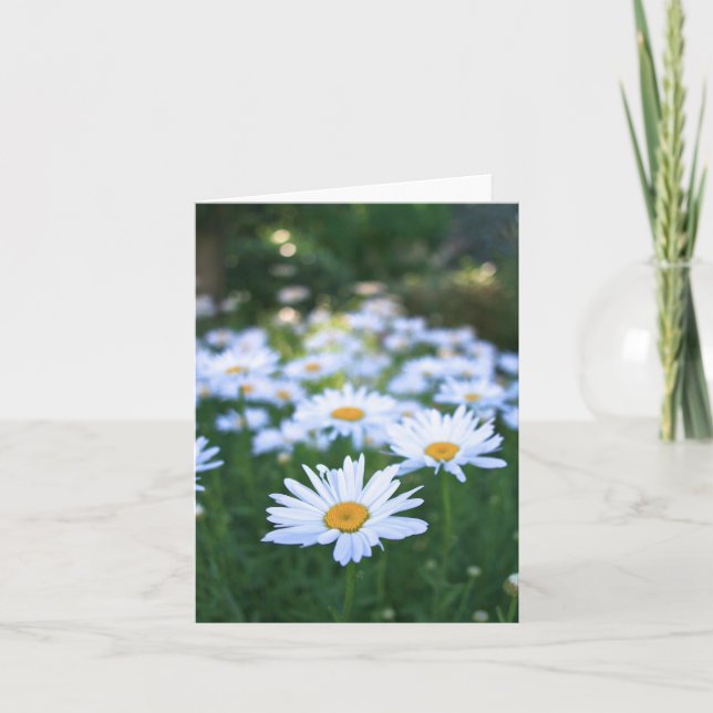 Daisies, Blank Card (Front)